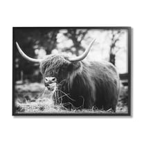 Highland Cattle Tongue Lick Grass Animals & Insects Photograph Black Framed Art Print Wall Art