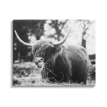 Highland Cattle Tongue Lick Grass Animals & Insects Photograph Gallery Wrapped Canvas Print Wall Art