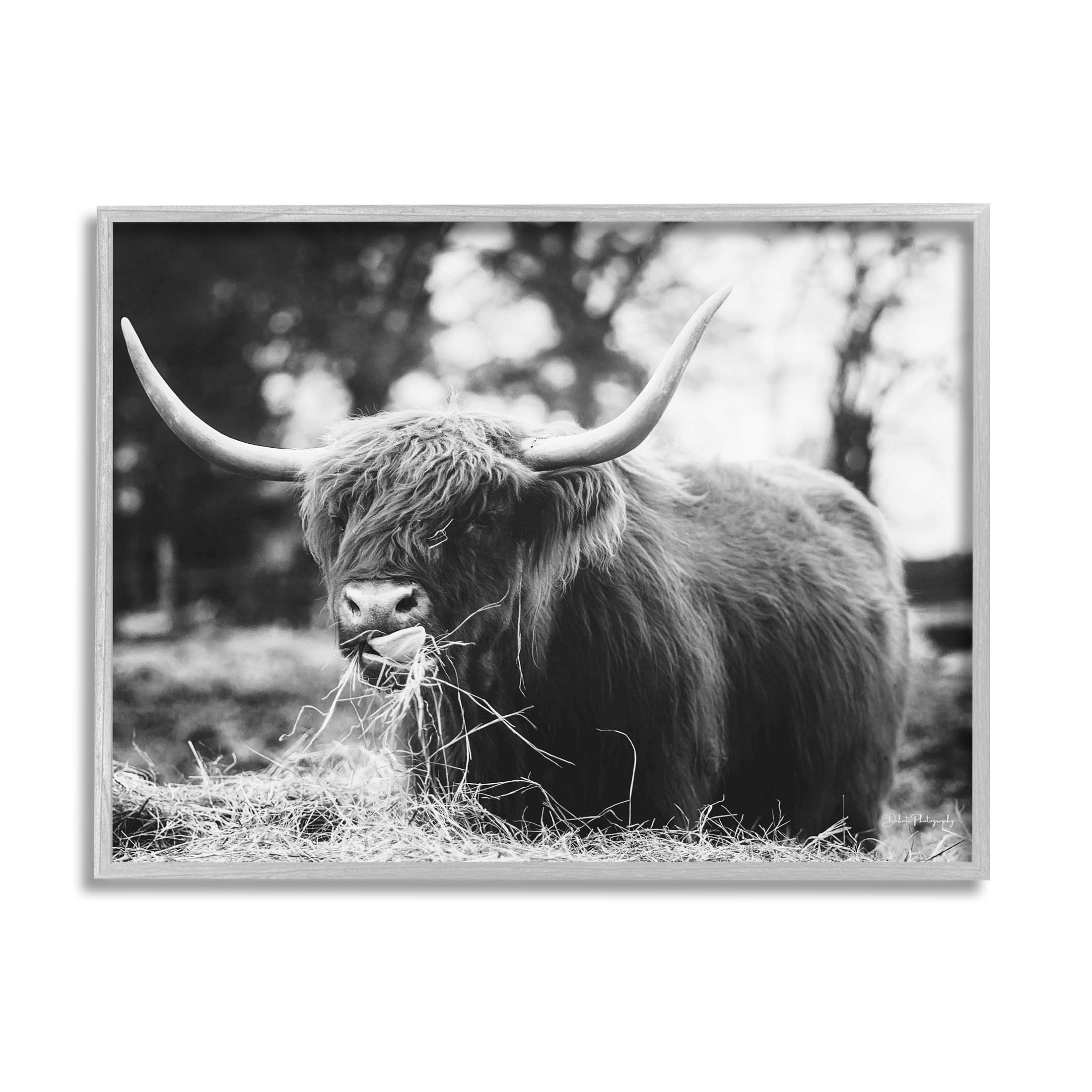Highland Cattle Tongue Lick Grass Animals & Insects Photograph Gray Framed Art Print Wall Art