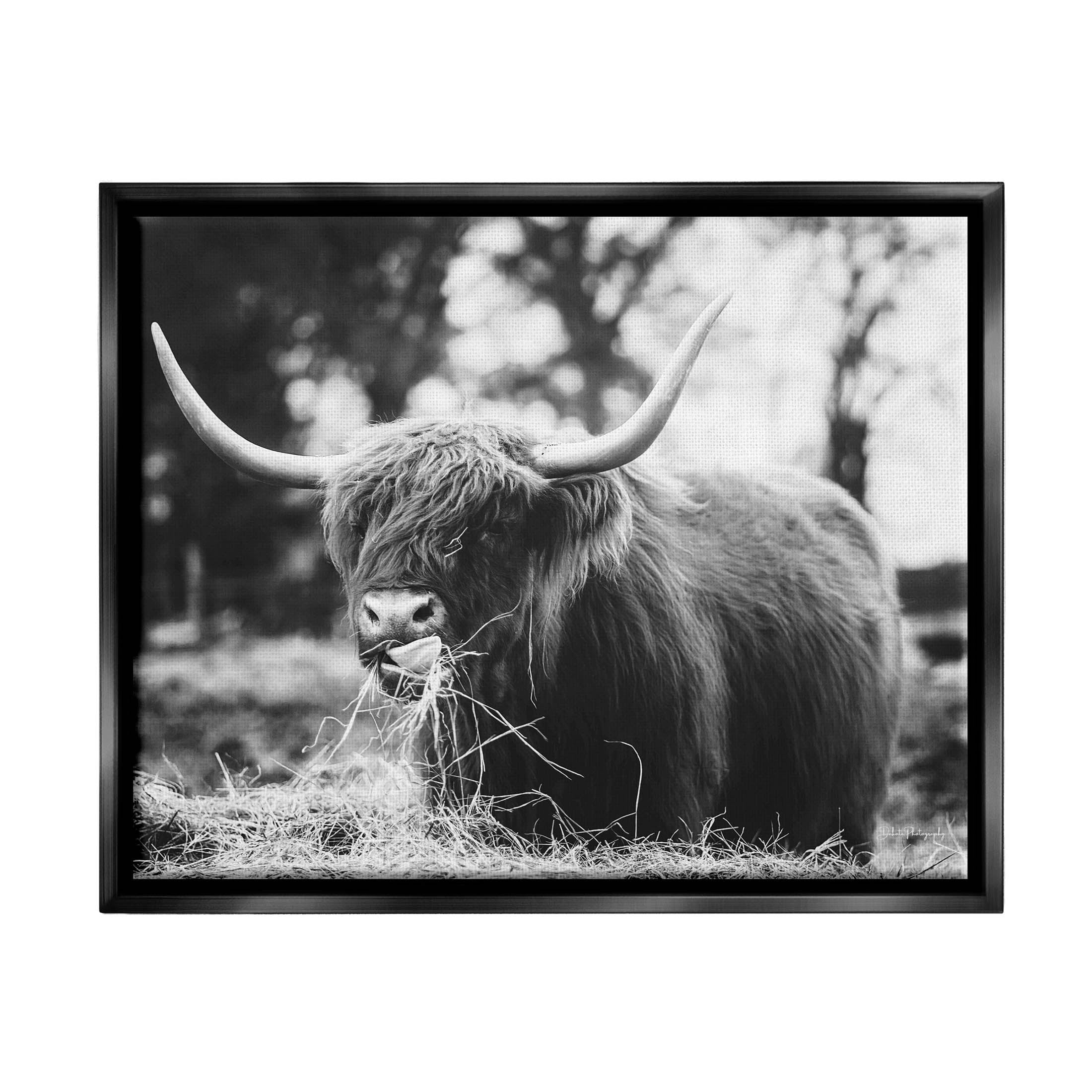 Highland Cattle Tongue Lick Grass Animals & Insects Photograph Jet Black Framed Art Print Wall Art
