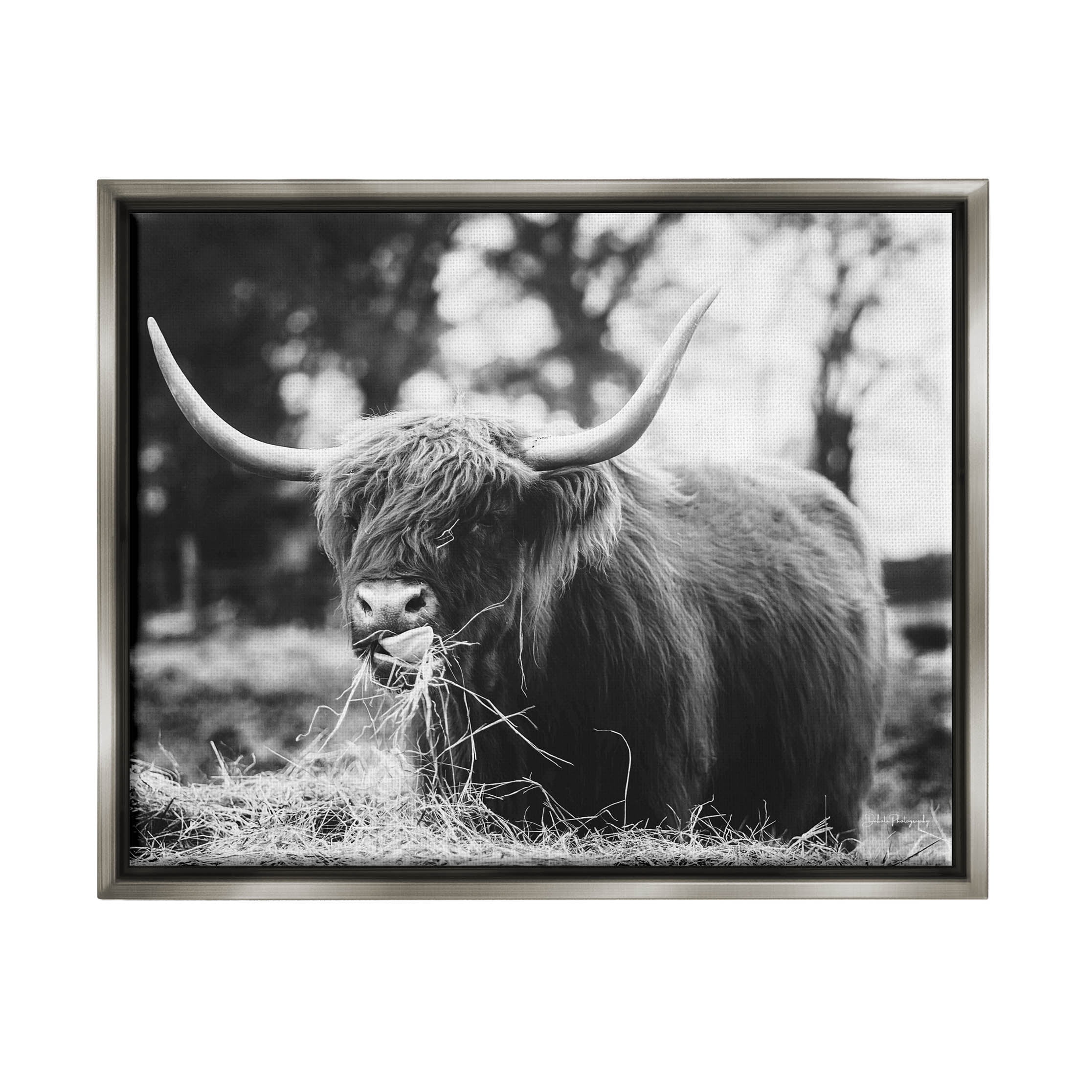 Highland Cattle Tongue Lick Grass Animals & Insects Photograph Luster Gray Framed Art Print Wall Art