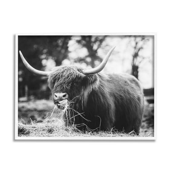 Highland Cattle Tongue Lick Grass Animals & Insects Photograph White Framed Art Print Wall Art