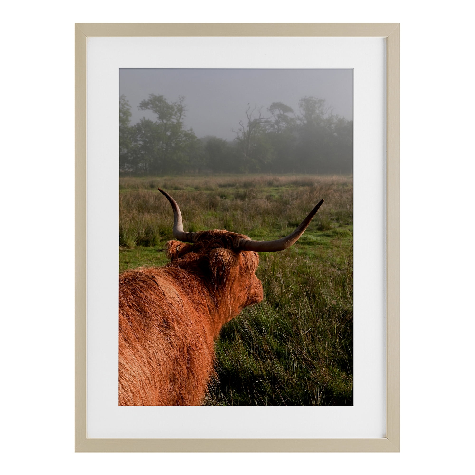 Highland Cow Gazing Out Birch Framed Print Under Glass, design by Jenny Rainbow Fine Art