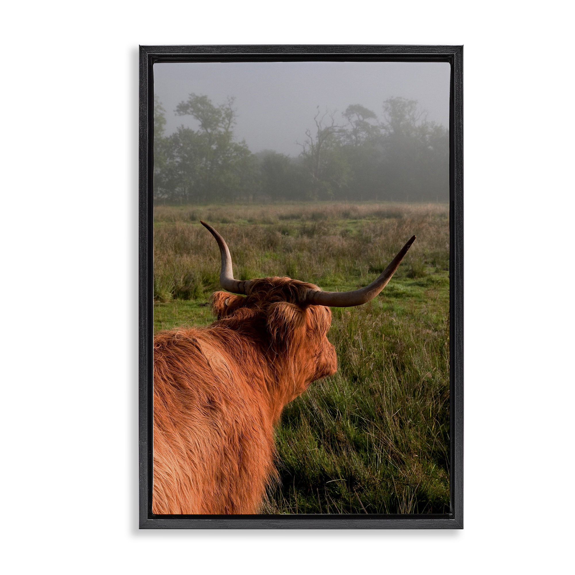 Highland Cow Gazing Out Black Framed Floater Canvas Wall Art, design by Jenny Rainbow Fine Art