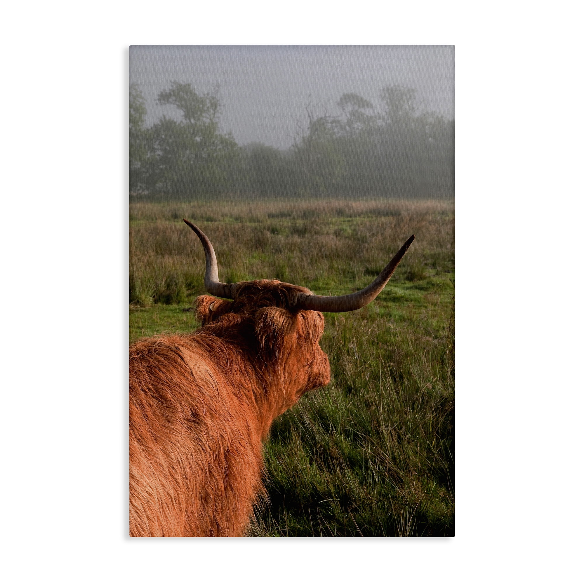 Highland Cow Gazing Out Canvas Wall Art, design by Jenny Rainbow Fine Art