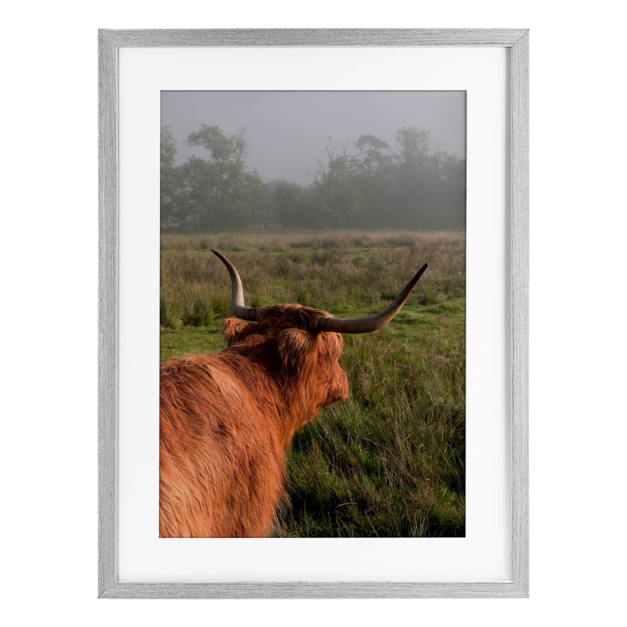 Highland Cow Gazing Out Gray Framed Print Under Glass, design by Jenny Rainbow Fine Art