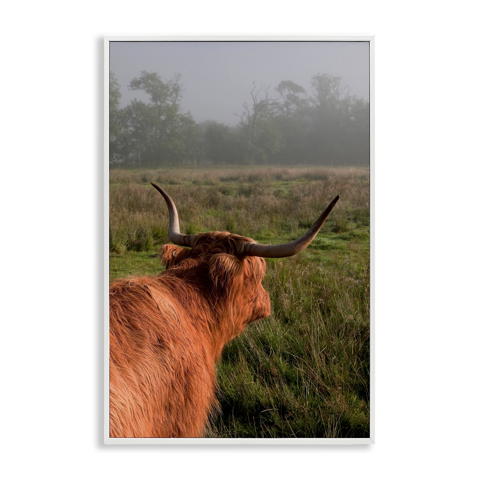 Highland Cow Gazing Out White Framed Giclee Art, design by Jenny Rainbow Fine Art