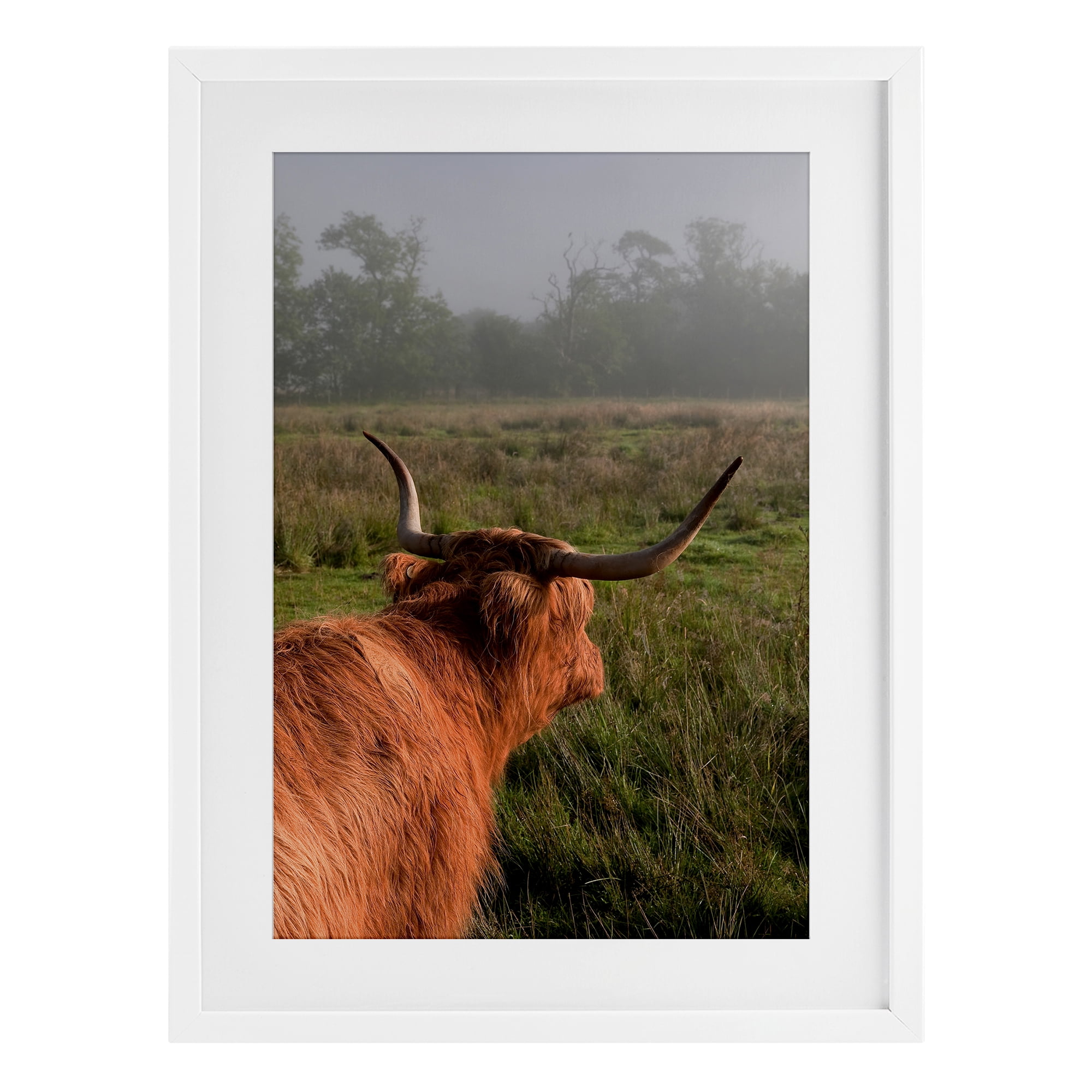 Highland Cow Gazing Out White Framed Print Under Glass, design by Jenny Rainbow Fine Art