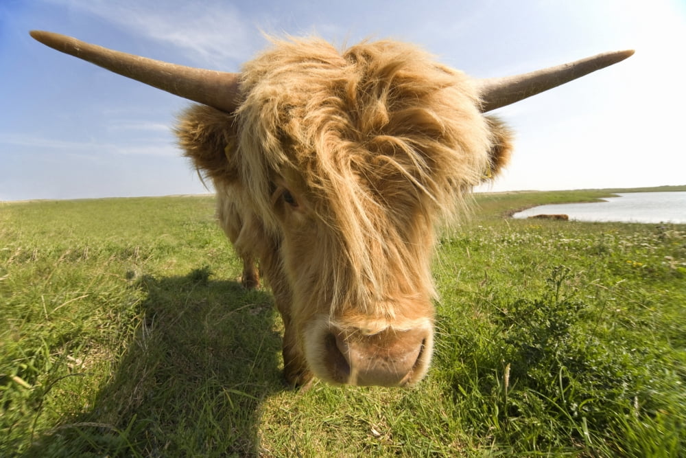Highland Cow North Yorkshire England Canvas Art - John Short Design Pics (18 x 12)