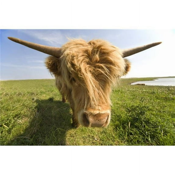 Highland Cow North Yorkshire England Poster Print