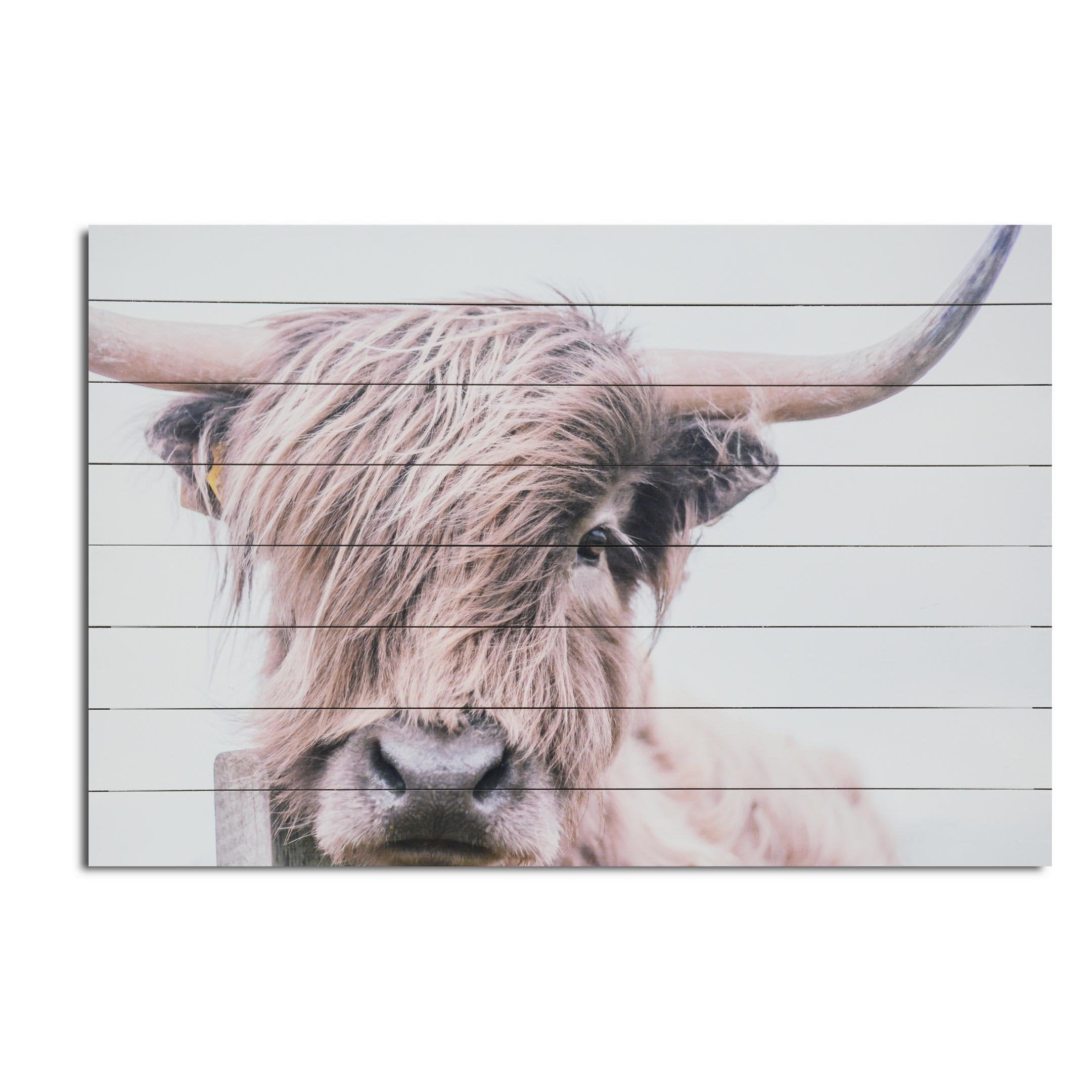 Highland Cow Photographic Print on Fir Wood Wall Art