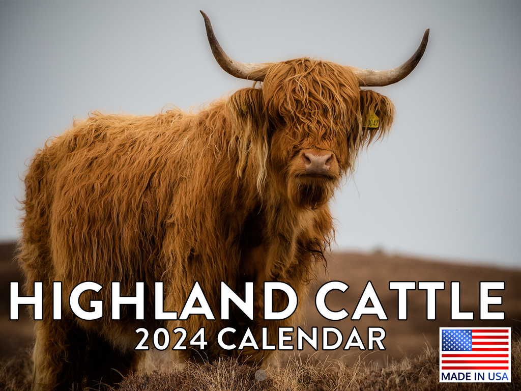 Highland Cow Scottish Highlander Cattle Western Cow 2025 Wall Calendar