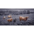 thumbnail image 1 of Highland Cows, FTBR-1913 Poster Print by Assaf Frank (36 x 18), 1 of 1
