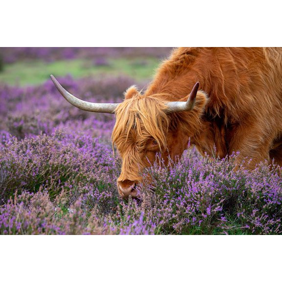 Highland Graze Poster Print - Jacky Parker (36 x 24)