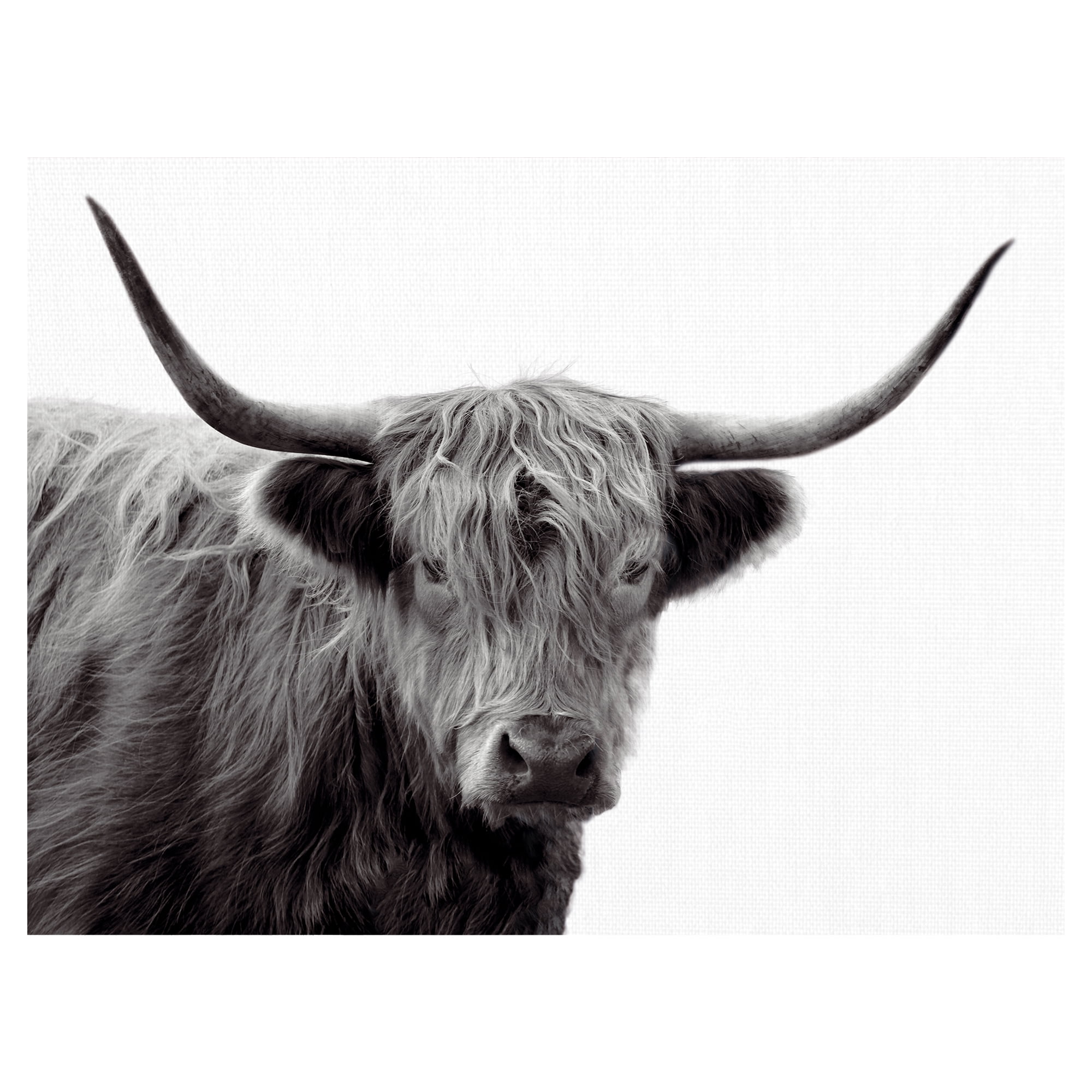 Highland Haze by Bill Phillip Highland Bull Canvas Art