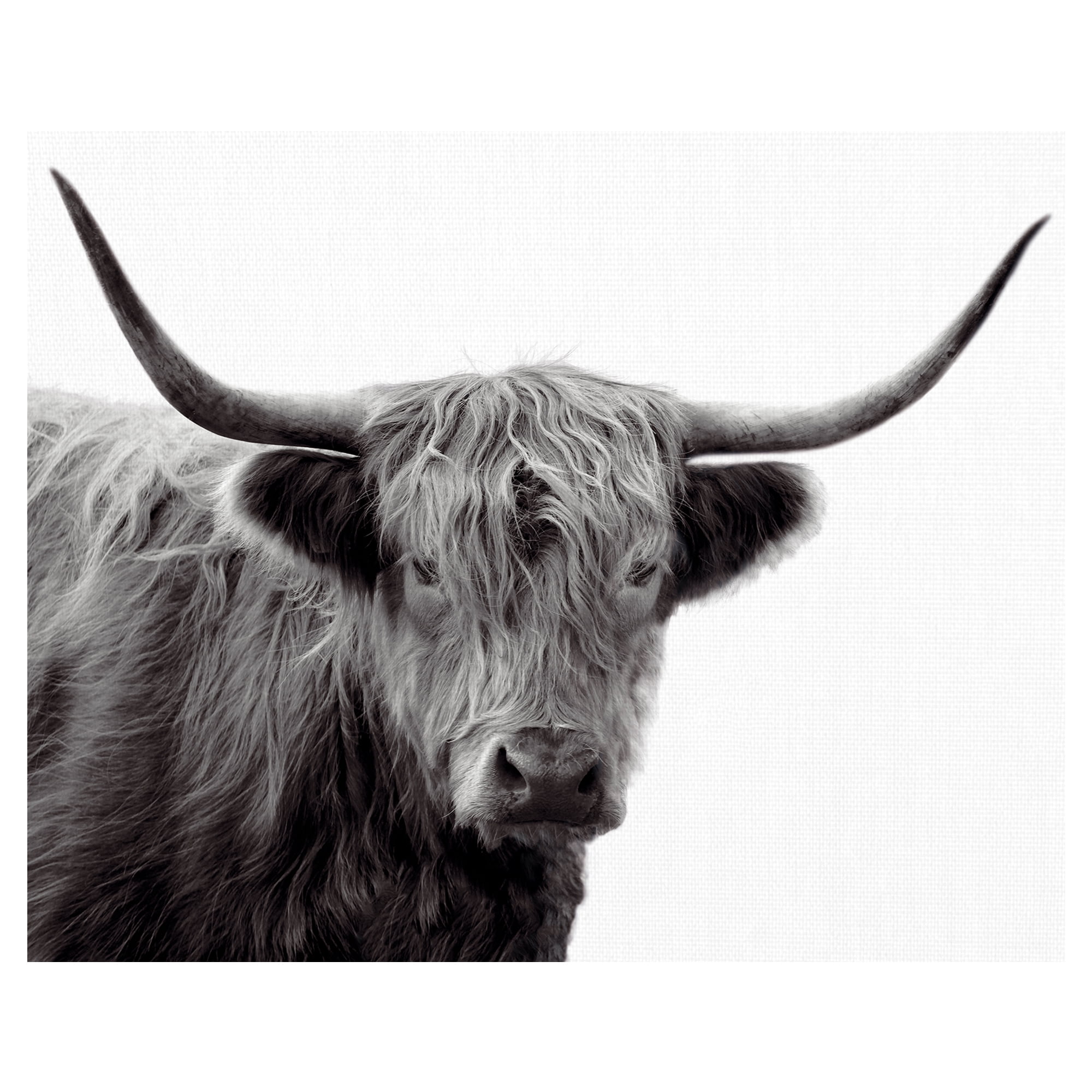 Highland Haze by Bill Phillip Highland Bull Canvas Art