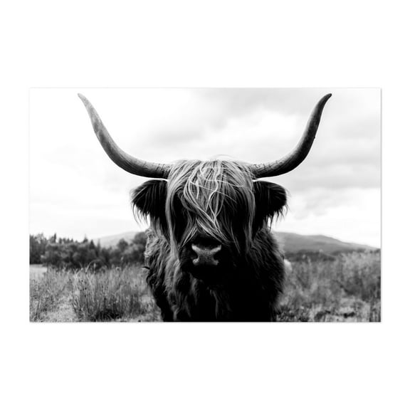 Highland King in Black and White - Scotland United Kingdom Photography Highland Cow Black and White Animal Wildlife Nature Rustic Rural Unframed Wall Art Print 24 x 36 inches