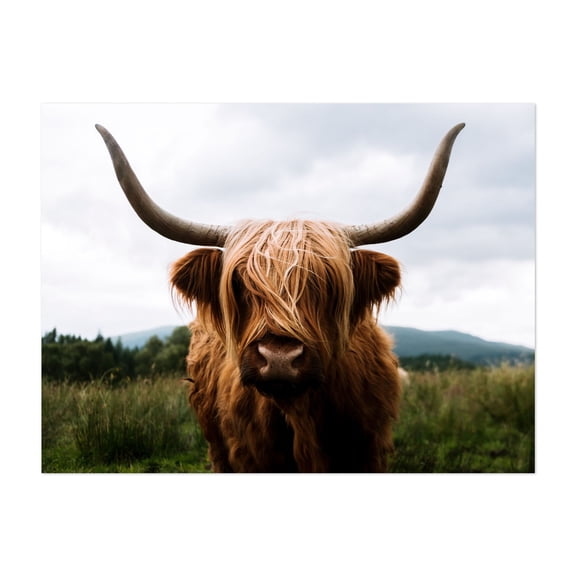 Highland Majesty - Scotland United Kingdom Photography Highland Cow Animal Wildlife Rustic Farmhouse Countryside Nature Unframed Wall Art Print 36 x 48 inches