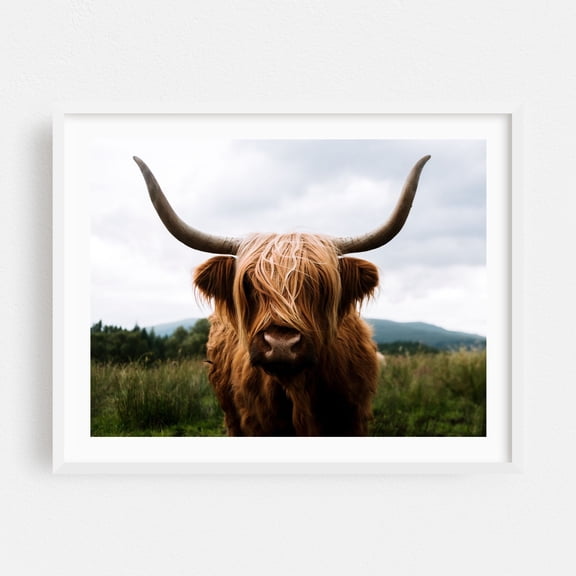 Highland Majesty - Scotland United Kingdom Photography Highland Cow Animal Wildlife Rustic Farmhouse Countryside Nature White Framed Wall Art Print 5 x 7 inches