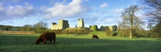 Highland cattle grazing in a field Helmsley Castle Helmsley North Yorkshire England Canvas Art - Panoramic Images (36 x 12)