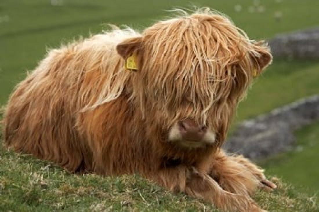 Highland cow Farm animal North Yorkshire England Canvas Art - David Wall DanitaDelimont (24 x 15)