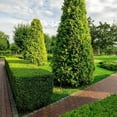 thumbnail image 1 of Highlander Boxwood - Buxus sempervirens 'Highlander', 1 of 2