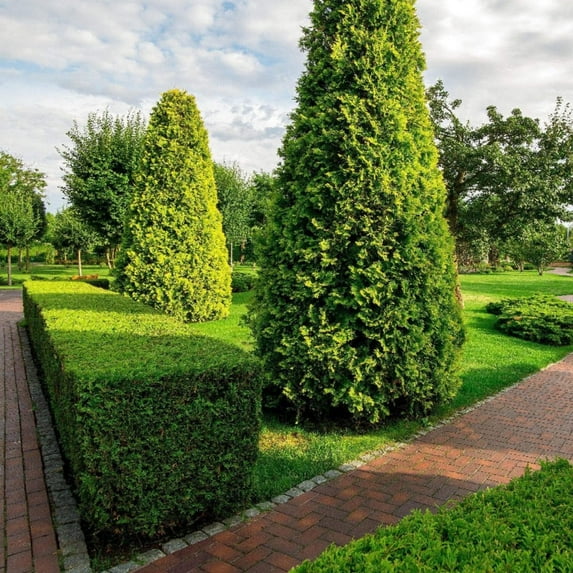 Highlander Boxwood - Buxus sempervirens 'Highlander'