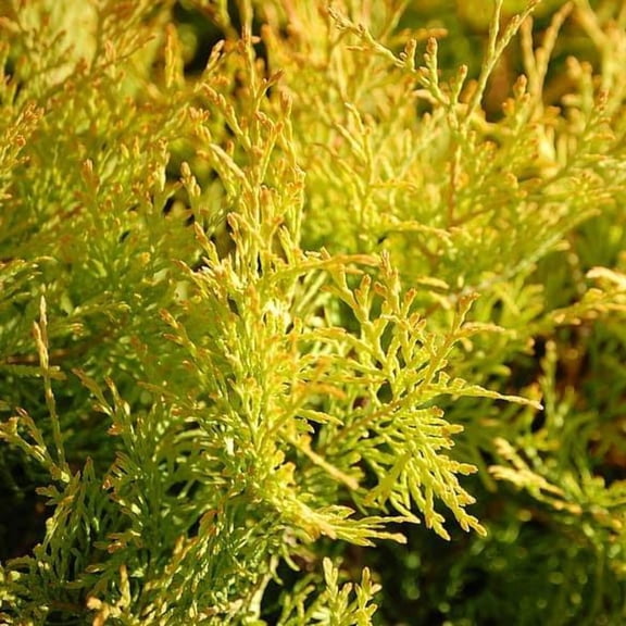 Highlights Arborvitae - Thuja occidentalis 'Highlights'