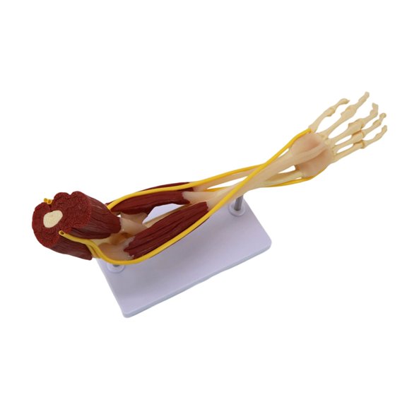Highly Detailed Simulation Human Arm Anatomy Joint Bone Joint Muscle And Nerves Model For Medicals Teaching And Study