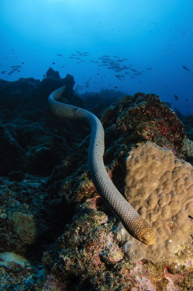 Highly venomous Olive Sea Snake Australia Canvas Art - Todd WinnerStocktrek Images (23 x 35)