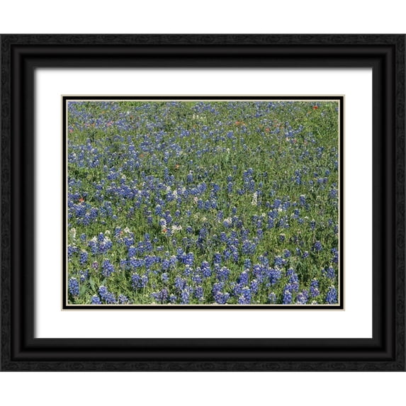 Highmith, Carol 14x12 Black Ornate Wood Framed with Double Matting Museum Art Print Titled - Bluebonnets, Fredericksburg, TX