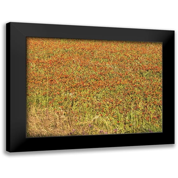 Highmith, Carol 18x15 Black Modern Framed Museum Art Print Titled - A field of wildflowers near the town of Tenton in Fannin County, TX, 2014