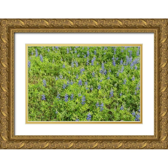 Highsmith, Carol 24x17 Gold Ornate Wood Framed with Double Matting Museum Art Print Titled - Spring flowers in Big Thicket National Preserve