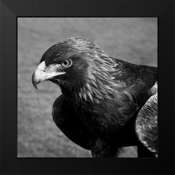 Highsmith, Carol 12x12 Black Modern Framed Museum Art Print Titled - Golden Eagle that flies at the Auburn University