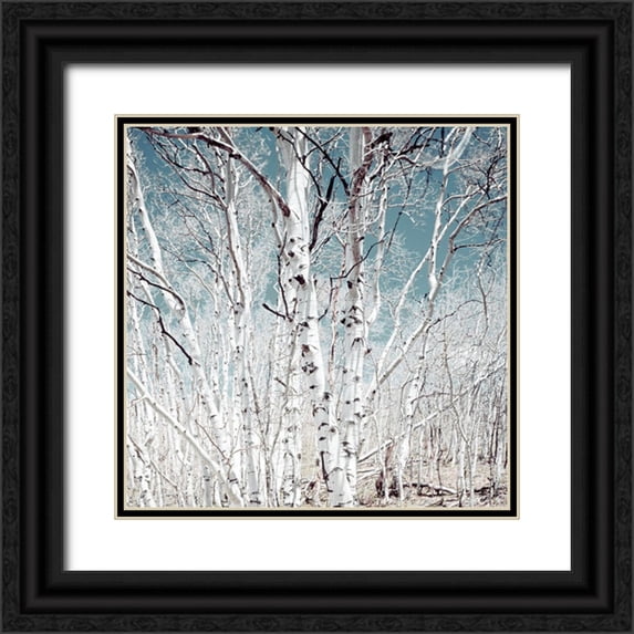 Highsmith, Carol 12x12 Black Ornate Wood Framed with Double Matting Museum Art Print Titled - Birch trees in Utah High Country
