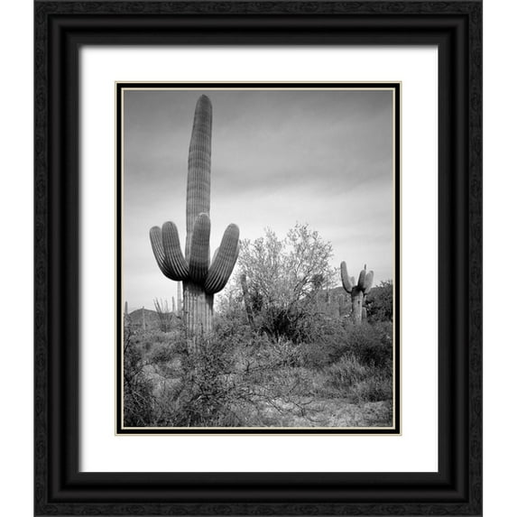 Highsmith, Carol 12x14 Black Ornate Wood Framed with Double Matting Museum Art Print Titled - Saguaro Sentinel