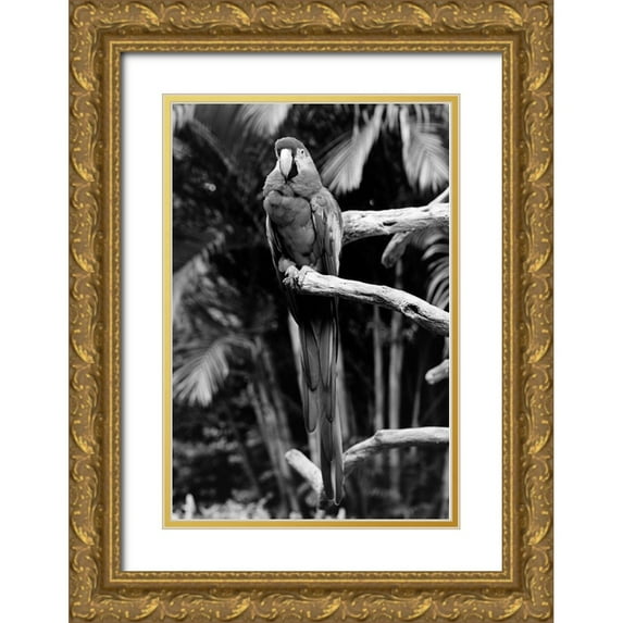 Highsmith, Carol 13x18 Gold Ornate Wood Framed with Double Matting Museum Art Print Titled - Parrot Jungle and Gardens-south of Miami