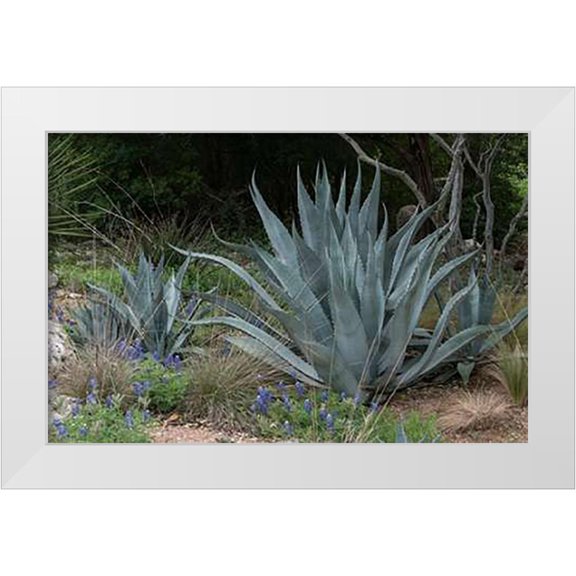 Highsmith, Carol 14x10 White Modern Wood Framed Museum Art Print Titled - Agave and Bluebonnets at the Lady Bird Johnson Wildflower Center, near Austin, TX