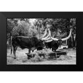 thumbnail image 1 of Highsmith, Carol 14x11 Black Modern Framed Museum Art Print Titled - Longhorn Cattle on Abilene State Historical Park-Texas, 1 of 4
