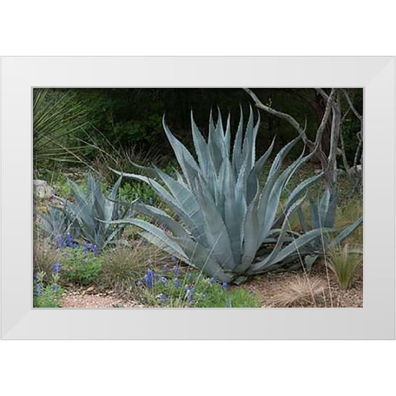 Highsmith, Carol 14x11 White Modern Wood Framed Museum Art Print Titled - Agave and Bluebonnets at the Lady Bird Johnson Wildflower Center, near Austin, TX
