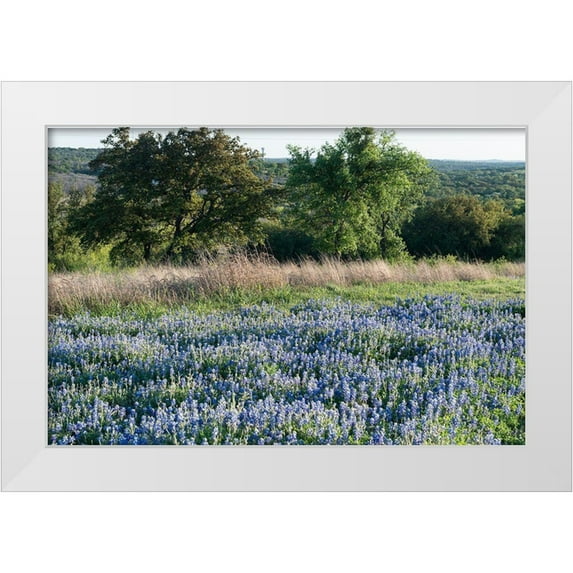 Highsmith, Carol 14x11 White Modern Wood Framed Museum Art Print Titled - Bluebonnets-the State Flower-near Marble Falls in the Texas Hill