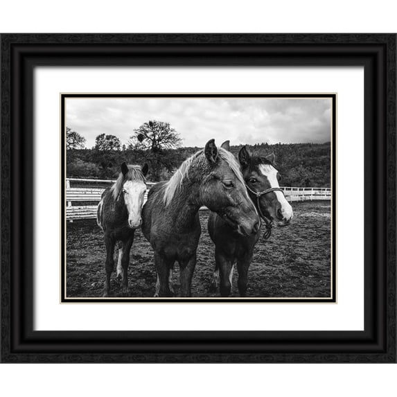 Highsmith, Carol 14x12 Black Ornate Wood Framed with Double Matting Museum Art Print Titled - Yearlings on a ranch in Red River County Detroit-Texas