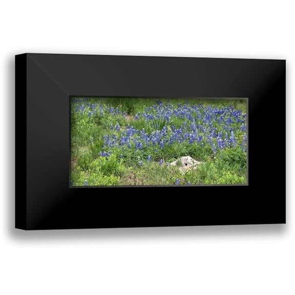 Highsmith, Carol 14x9 Black Modern Framed Museum Art Print Titled - Bluebonnets at the Lady Bird Johnson Wildflower Center, near Austin, TX