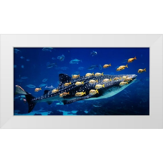 Highsmith, Carol 14x9 White Modern Wood Framed Museum Art Print Titled - Whale Shark