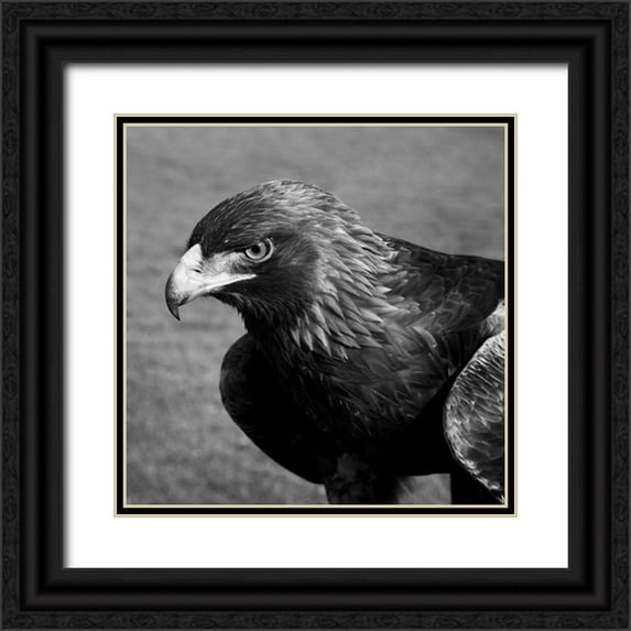 Highsmith, Carol 15x15 Black Ornate Wood Framed with Double Matting Museum Art Print Titled - Golden Eagle that flies at the Auburn University