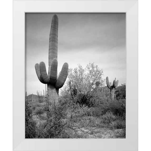 Highsmith, Carol 15x18 White Modern Wood Framed Museum Art Print Titled - Saguaro Sentinel