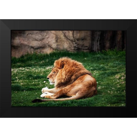 Highsmith, Carol 18x13 Black Modern Framed Museum Art Print Titled - Lions at the Montgomery Zoo in Oak Park-Alabama