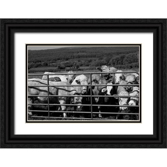 Highsmith, Carol 18x13 Black Ornate Wood Framed with Double Matting Museum Art Print Titled - Curious cattle