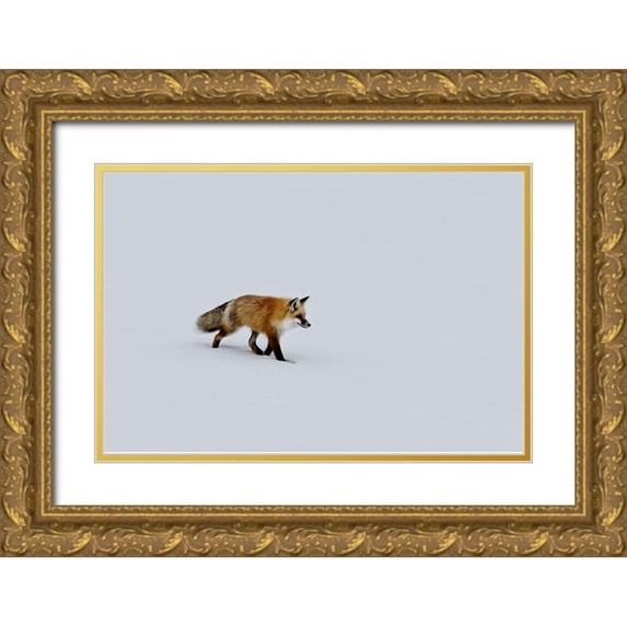 Highsmith, Carol 18x13 Gold Ornate Wood Framed with Double Matting Museum Art Print Titled - A red fox prowls for voles