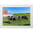 thumbnail image 1 of Highsmith, Carol 18x13 White Modern Wood Framed Museum Art Print Titled - Holstein Dairy Cows at a Farm, 1 of 4